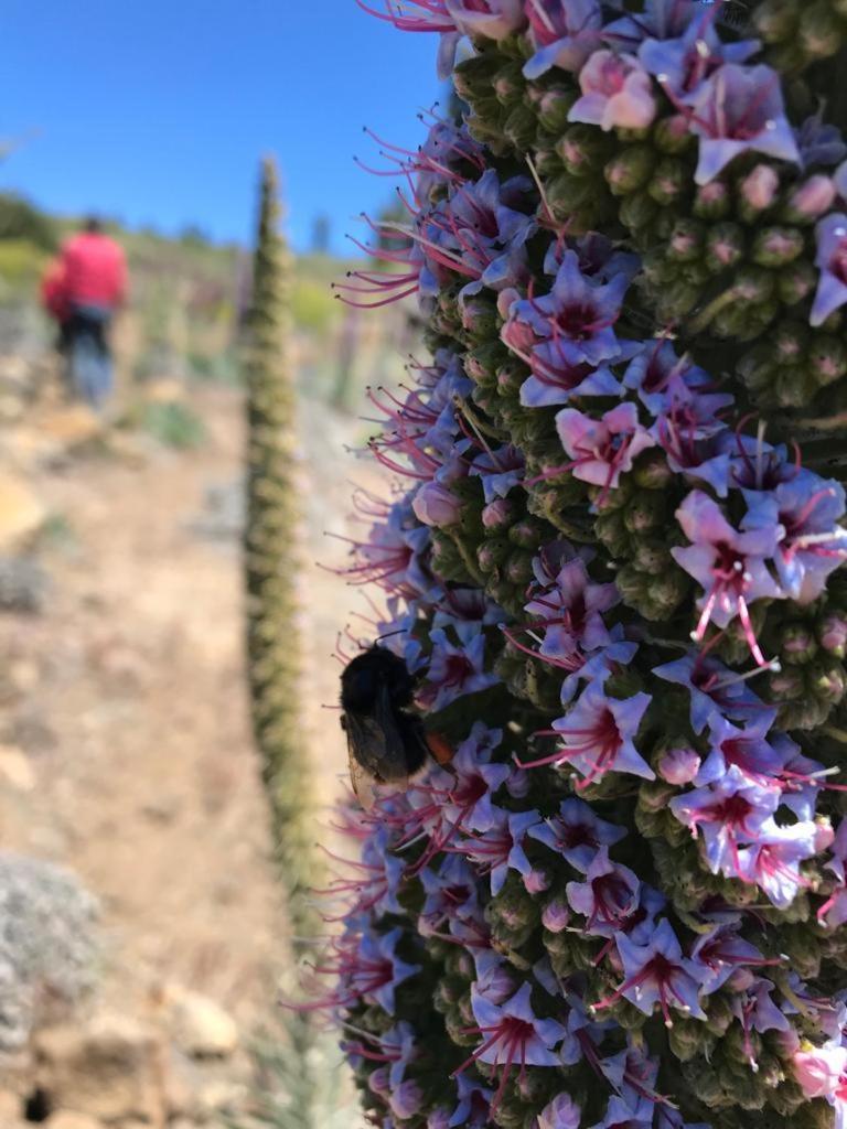 Finca Caboquitos Garafía Dış mekan fotoğraf